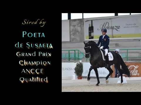 Merengue KR - 2021 Bay P.R.E. Colt by Poeta de Susaeta