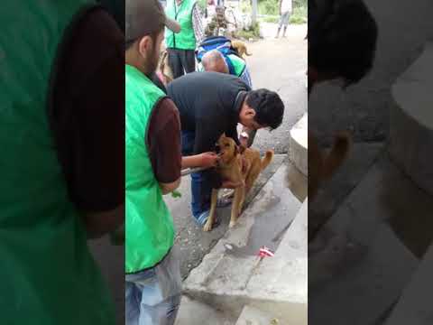 Help Us To Build Animal Treatment Centre in Nepal