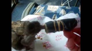 JULY 4, 2016 BABY BIRD EATING