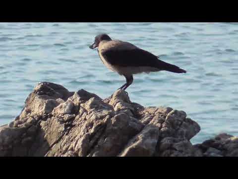 180624 15 HELLO DARKNESS KNACKT MUSCHEL