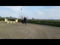 4 Year Gelding By Carpaccio