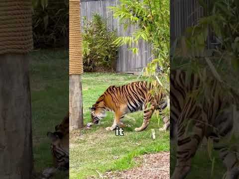 Never Climb a Tree From a Tiger