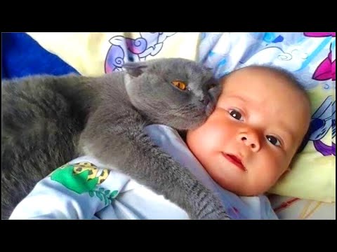 La Conmovedora Historia De Una Bebé y Su Gata Protectora