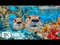 Peaceful Blue Ocean Beauty in 8K HDR | Dolby Vision™ DEFAULT Thumbnail