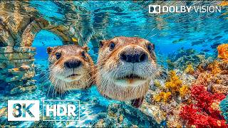 Peaceful Blue Ocean Beauty in 8K HDR | Dolby Vision™ MQDEFAULT Thumbnail