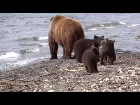 Bärenmutter mit drei diesjährigen Jungen , beim Fischen , im Kurilensee  ©