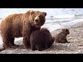 Bärenmutter mit drei diesjährigen Jungen , beim Fischen , im Kurilensee  ©