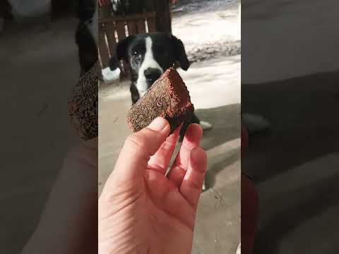 Su manía #casagrande #miradacanina #cordoba