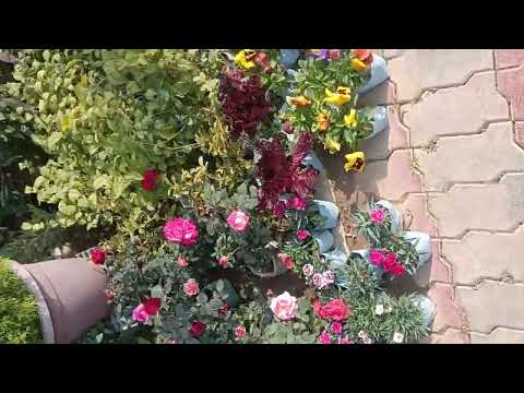 going to take rose flower