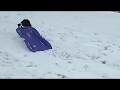 Dog Takes Itself Sledding