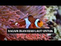 Ikan Hias Air Laut Pemula