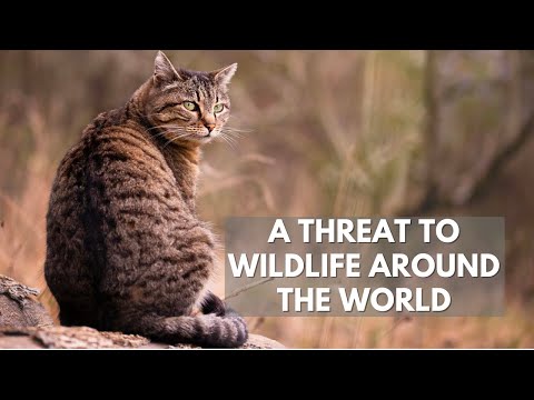 Killing Machines: Are Feral Cats Hurting the Global Ecosystem?