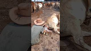 Download lagu Proses Sapi Melahirkan #shorts #sapipo mp3 Download lagu Proses Sapi Melahirkan #shorts #sapipo mp3