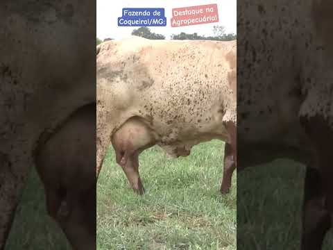 Fazenda de Coqueiral no Sul de Minas Gerais é Destaque na Agropecuária! Assista também!