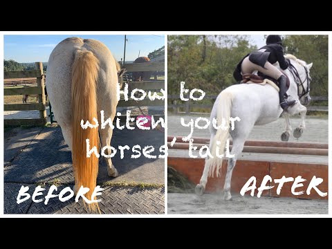 YouTube video about: How to whiten a horses tail?