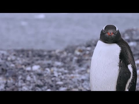 鳥インフルエンザに感染したペンギン