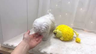 マルチーズの動画01