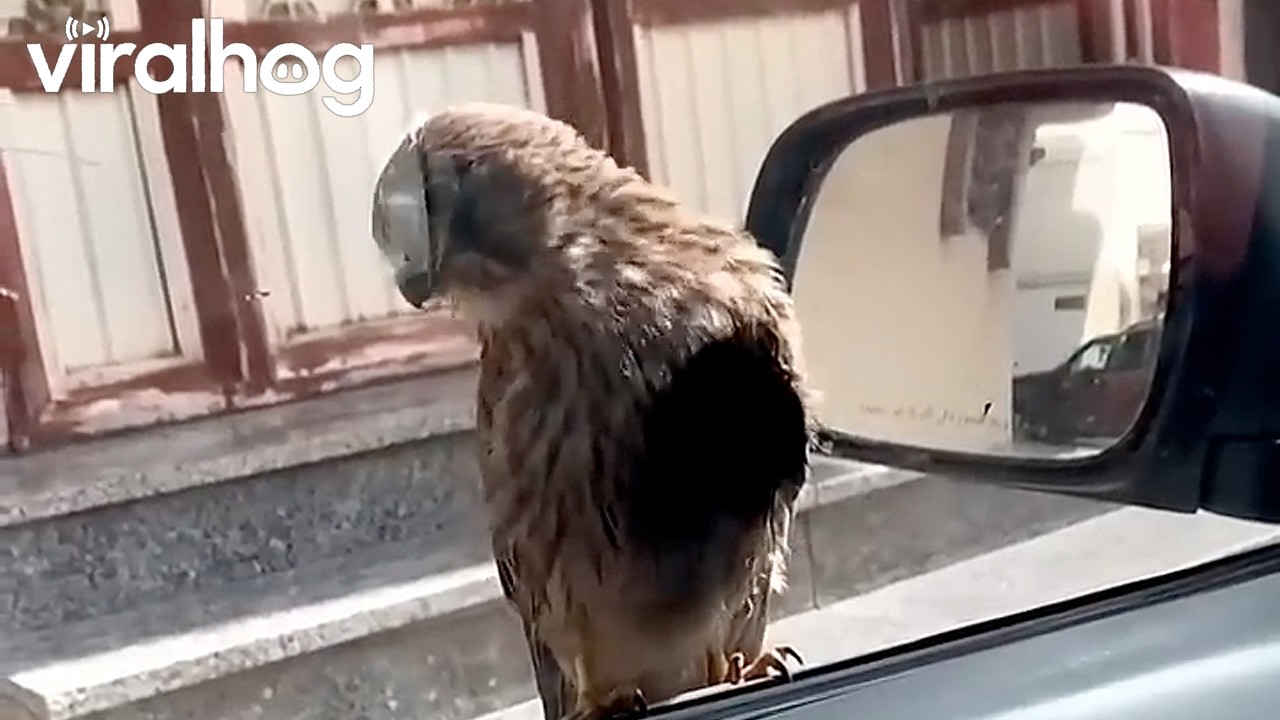 A Small Falcon Landed on My Car Window || ViralHog