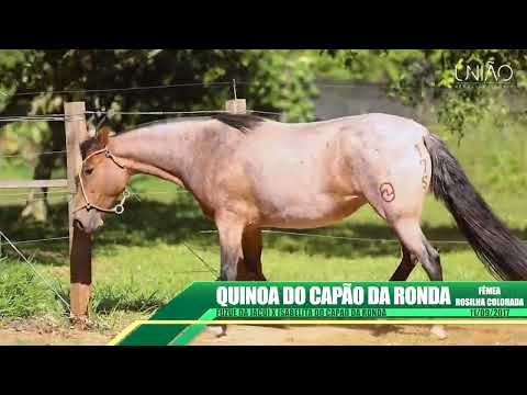 Quinoa do Capão da Ronda