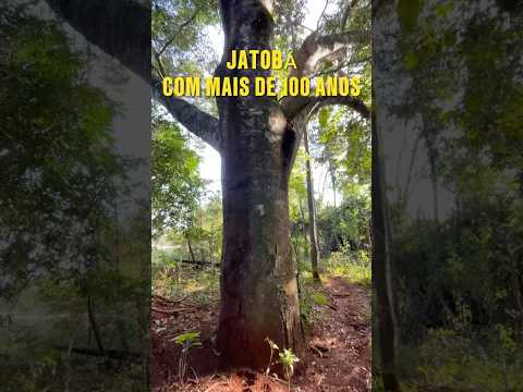 Jatobá, uma árvore centenária município lagoa formosa mg