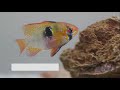 Видео о товаре TetraMin Flakes, основной корм для всех видов рыб, хлопья / Tetra (Германия)