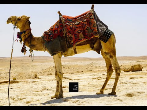 Amour Propre - Jungle [Lump Records]