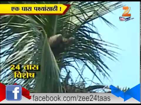 Srivardhan : Raigad Save Birds Initative For Vulture