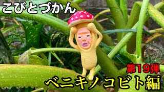 【こびとづかん】 ベニキノコビト編