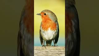 Download lagu Burung Robin Gacor || Robin Eropa || Robin Gunung mp3