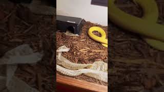 🐭🐍 #venomous #venomoussnake #reptile #reptilesoftiktok #naja #najasumatrana #cobra #spittingcobra