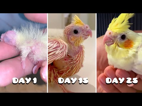 Baby Bird's First 25 Days