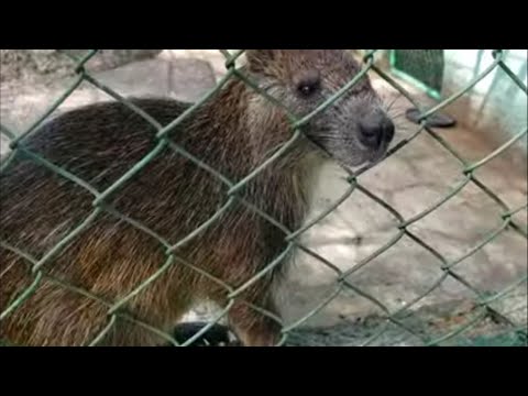 CAMAGÜEY CUBA 🎯 así es el zoológico de la ciudad
