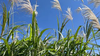 竹子湖之秋-芒花銀瀑之旅