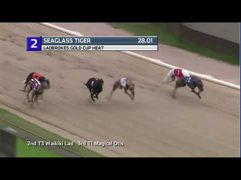 2020 LADBROKES GOLD CUP - HEAT 1 - T2 SEAGLASS TIGER
