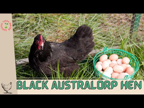 , title : 'Black Australorp Hen (Gallus gallus domesticus): The Graceful Jewel of Your Flock!'