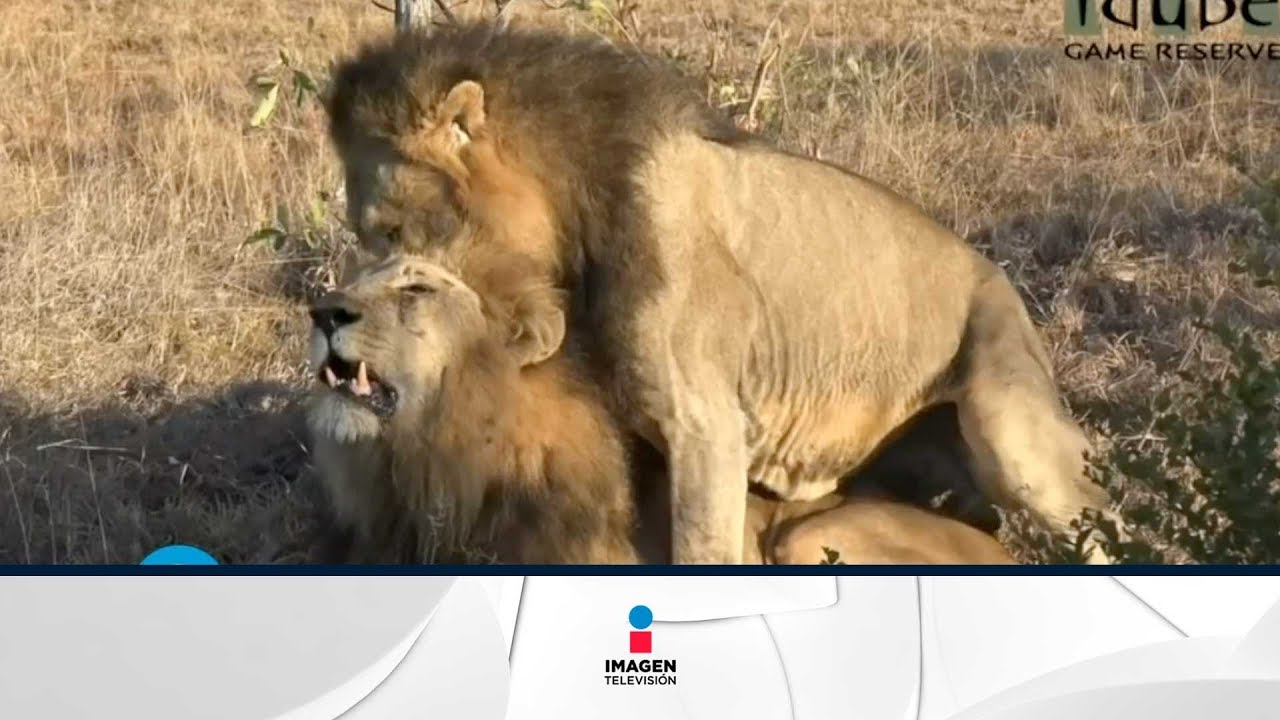 En Kenia acusan a dos leones de ser gays | Qué Importa