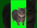 Oi Oi Oi Oi Oi Cat Hotpepep