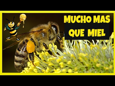 🔴El SECRETO de las ABEJAS ⏩ Mucho Más que MIEL 🍯 Esto lo HACEN por TÍ ❤