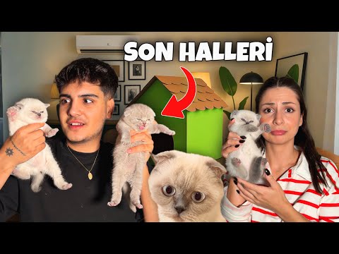 YAVRU KEDİLERİMİZ BÜYÜMÜŞ! 😱 KEDİ EVİ YAPTIK!!🏠 Melih Yıldırım | Sıla Beyoğlu 