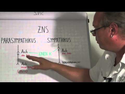 vegetatives Nervensystem - Einführung