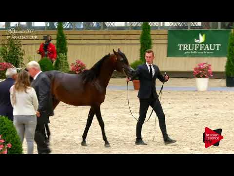 N.69 MARWADEE DEL MAR - Deauville 2017 - Colts 2 years old (Class 7)