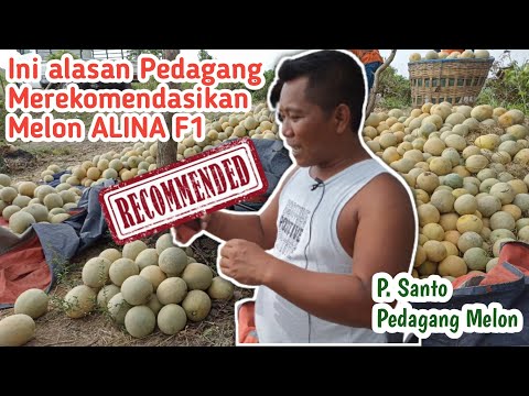 , title : 'Pedagang Bicara Melon ALINA F1 Cap Panah Merah//Bobotnya OKE..!! Tahan Simpan..!!'