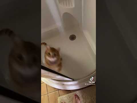 Cat closes shower door itselft