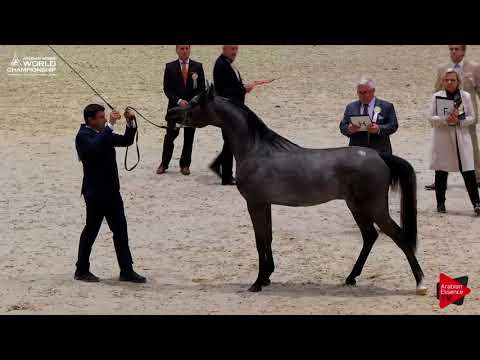 N.91 D ARGHAD - Paris 2017 - Junior Colts (Class CM5A)