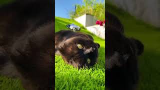Video of the Day| LUBA 2 Meets a Sunbathing Cat in a Beautiful Moment!