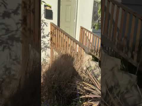 Oakwood - Video 2 of 2