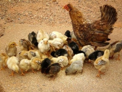 Moda de Viola, Músicas Caipiras e Sertanejo Raiz - Imagens da Roça Volume 33