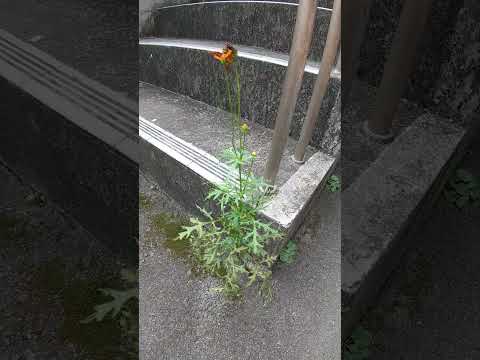 恥の花 植物