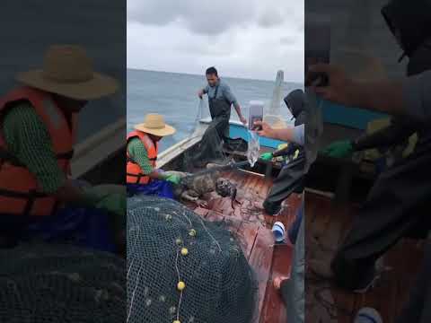 😱😱😱บ้าไปแล้ว! นี่มันตัวอะไรเนี่ย!?