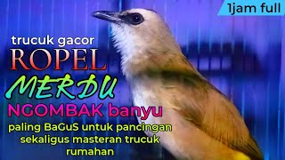 Download lagu Trucukan gacor ropel nafas panjang ngombak banyu paling bagus untuk masteran pancingan mp3